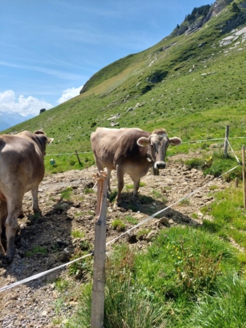 Mucche lungo il percorso Klingenstock – Fronalpstock